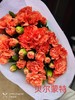 多头康乃馨-贝尔蒙特 商品缩略图0