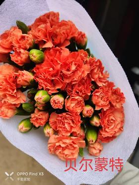 多头康乃馨-贝尔蒙特