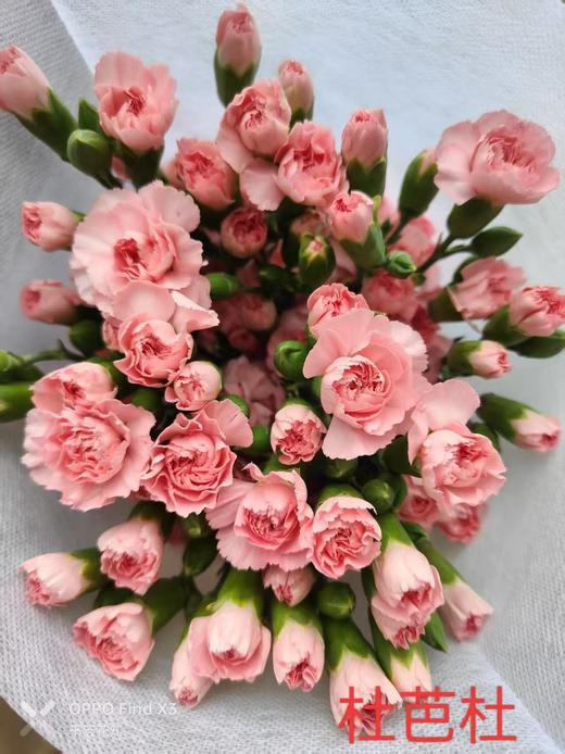 多头康乃馨-杜芭杜 商品图0