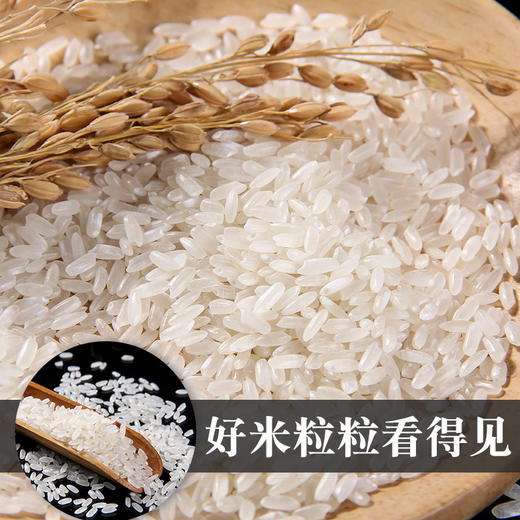 「产地直发！五常大米」5斤一袋东北大米2.5kg长粒香米5斤珍珠米10斤长粒米10斤粮油米面 商品图2