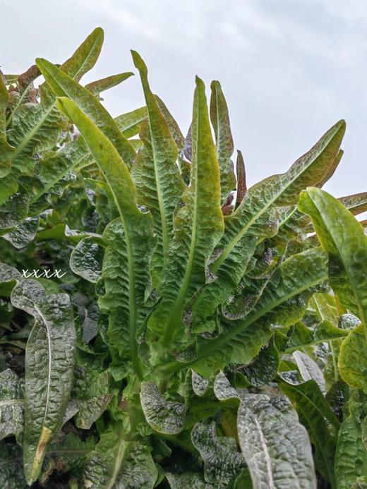 周五取货：【红叶莴苣】一份3斤左右，脆嫩爽口，香气更加浓郁！ 商品图2