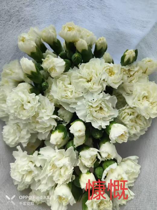 多头康乃馨-慷慨 商品图0