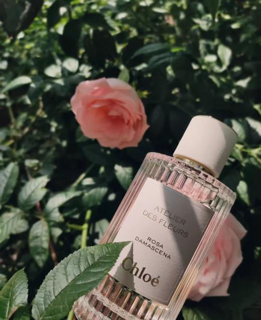 烟雨茉莉 商品图1