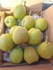 新疆 库尔勒香梨 2斤 大号 商品缩略图3