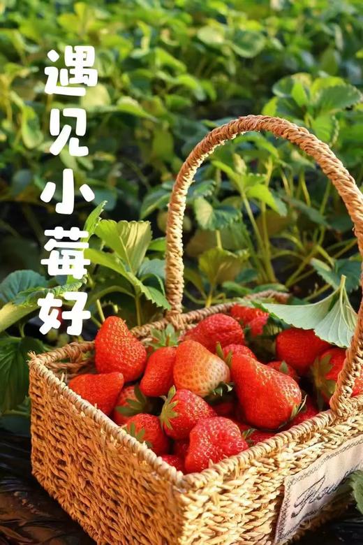 【昌平鑫城缘植树】3H志愿时长，遛娃+志愿+自然疗愈全攻略 商品图0