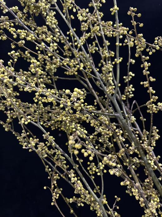 同城甄选鲜切枝条山胡椒1扎 商品图6