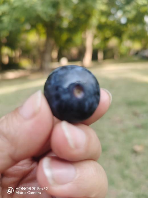 云南蓝莓（单果18mm+) 商品图1