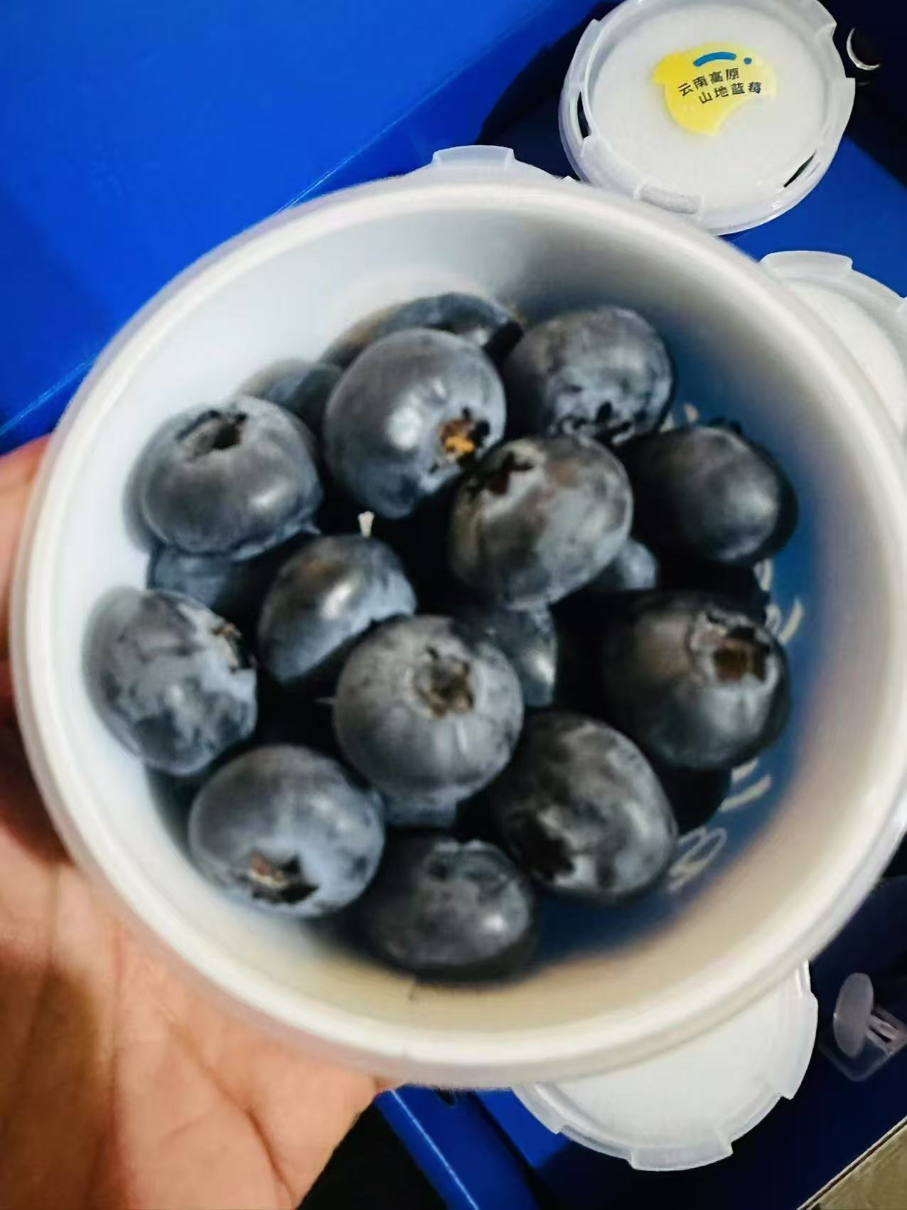 云南抚仙湖花香蓝莓杯 果径18mm+ 100g/杯