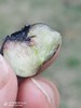 云南蓝莓（单果18mm+) 商品缩略图0