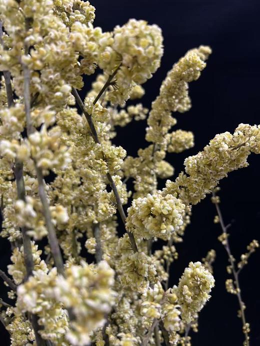 同城甄选鲜切枝条山胡椒1扎 商品图8