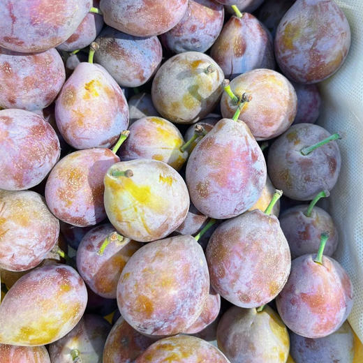 【脆嫩多汁】进口西梅500g/份 商品图0