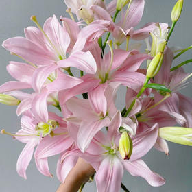 亚百合｜多头小粉仙