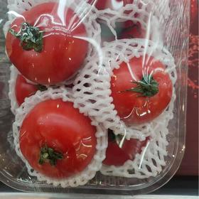 嘉红100西红柿 600g/份