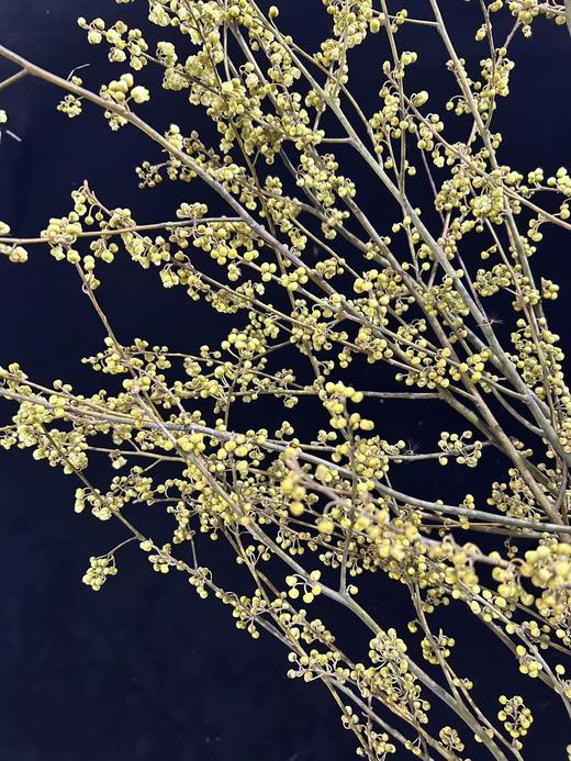 同城甄选鲜切枝条山胡椒1扎 商品图5