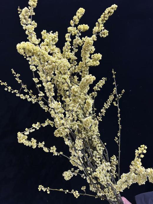 同城甄选鲜切枝条山胡椒1扎 商品图10