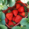 【基地直发】九九红颜草莓，颗颗精选果实饱满，口感香甜多汁，2.4斤礼盒装 （400g*3）大中小果混拼 商品缩略图0