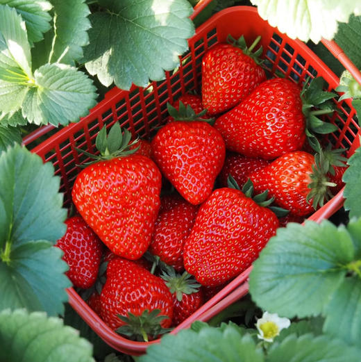 【基地直发】九九红颜草莓，颗颗精选果实饱满，口感香甜多汁，2.4斤礼盒装 （400g*3）大中小果混拼 商品图0