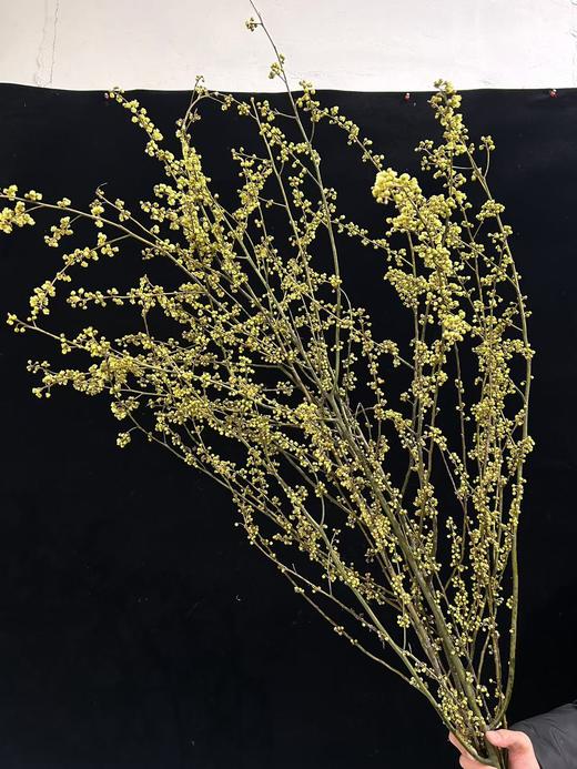 同城甄选鲜切枝条山胡椒1扎 商品图7