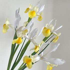 鸢尾｜黄色｜10支