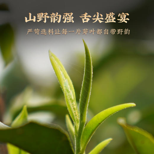 澜沧古茶2024年古木早春（10年陈）云南普洱茶生茶大饼345g 商品图1
