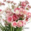 小菊 | 玛格丽特重瓣粉 商品缩略图5