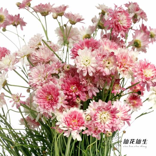 小菊 | 玛格丽特重瓣粉 商品图5