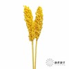 永生花 | 高梁黄色 商品缩略图0