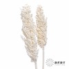 永生花 | 高梁白色 商品缩略图0