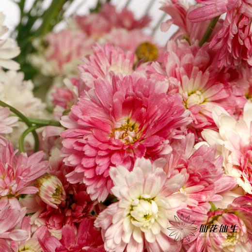 小菊 | 玛格丽特重瓣粉 商品图4