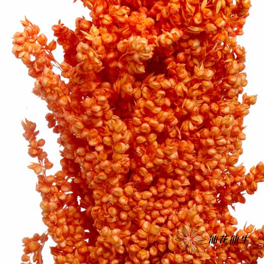 永生花 | 高梁橙色 商品图1
