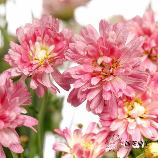 小菊 | 玛格丽特重瓣粉 商品图0