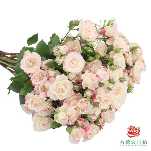 嘉荷多头- 折射10枝一扎 商品图3