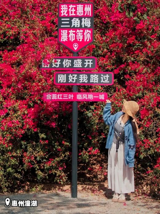 户外@【春色浪漫】惠州三角梅•炮仗花•向日葵花海1天 商品图2