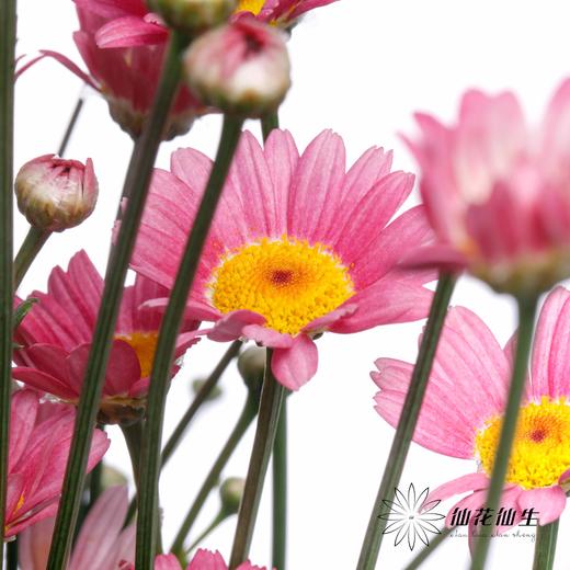 小菊 | 玛格丽特粉色 商品图2