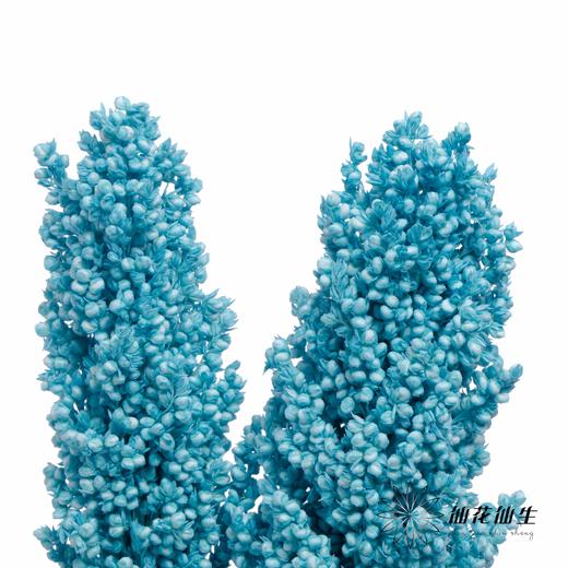 永生花 | 高梁尼蓝 商品图1