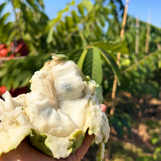 『攀枝花凤梨释迦果』纯甜肉厚 嫩滑雪白 商品图3