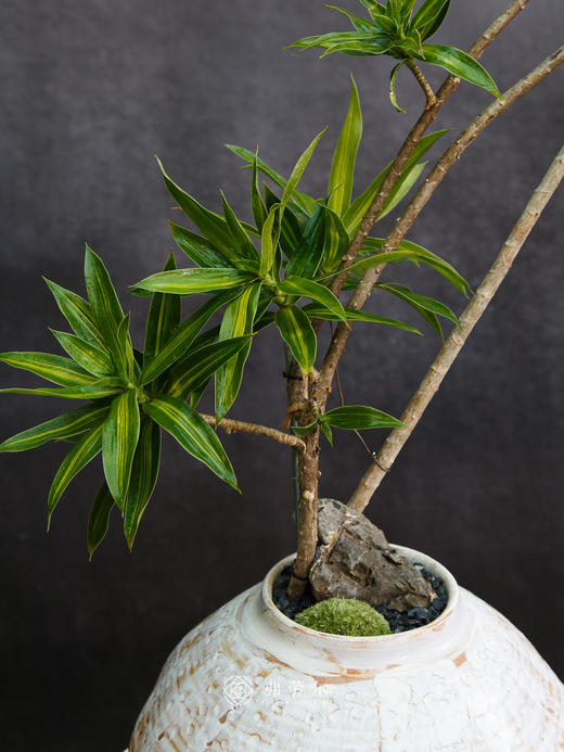 金心百合竹 商品图2