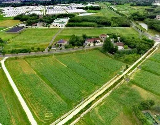 当季有机蔬菜箱  食在当地 新鲜采摘 *南京基地直发 商品图5