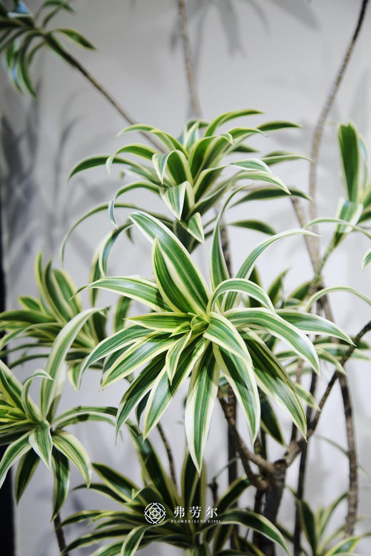 落地金边百合竹 商品图1