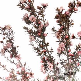 配花 | 松红梅粉