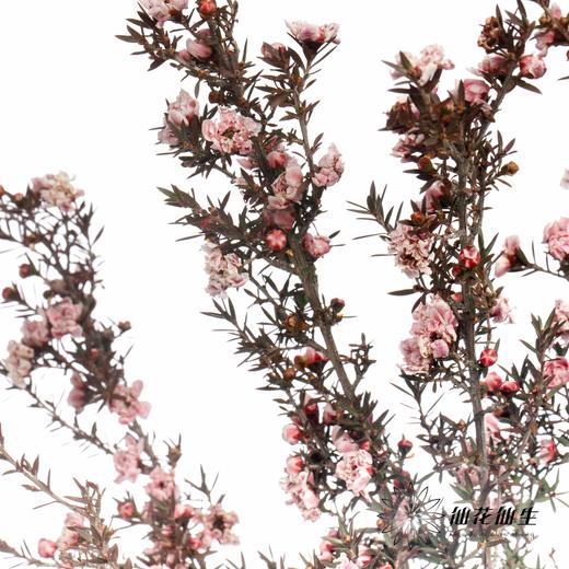 配花 | 松红梅粉 商品图0