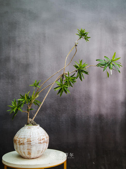 金心百合竹 商品图0