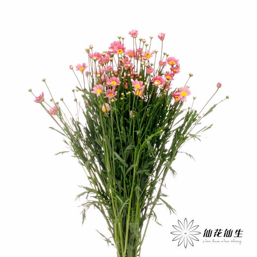 小菊 | 玛格丽特粉色 商品图3