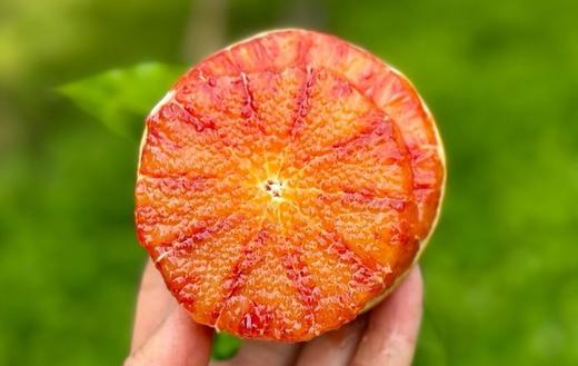 【分仓直发包邮】重庆万州玫瑰香血橙4.5斤（中果，果径60-65mm） 商品图3