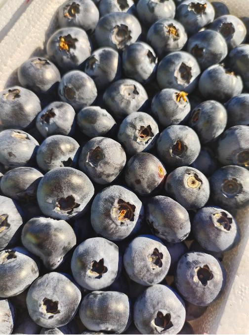 产地蓝莓粉胶带一箱 商品图3