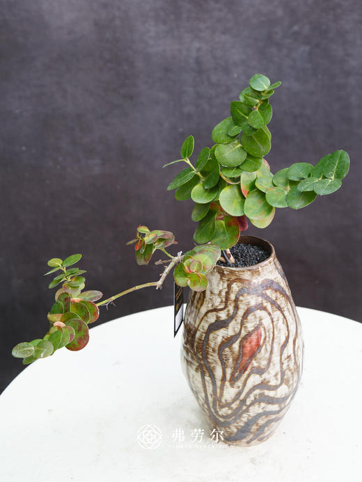 串钱木 商品图0