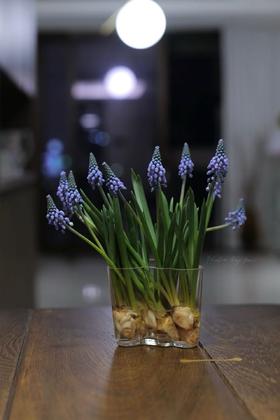 小众鲜花葡萄风信子水培种球10支