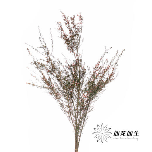 配花 | 松红梅粉 商品图2