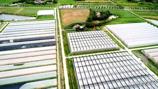 当季有机蔬菜箱  食在当地 新鲜采摘 *南京基地直发 商品图3