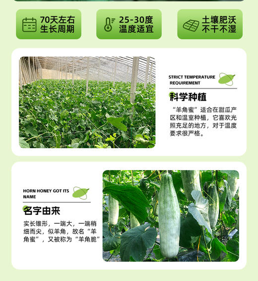 山东精品羊角蜜3斤/4.5斤 商品图4